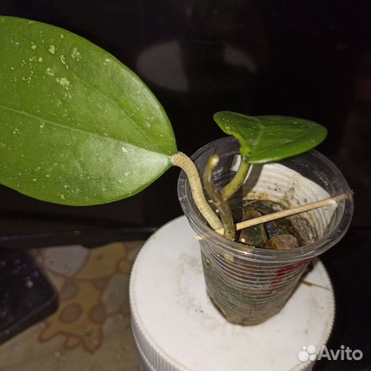 Хойя, джунгли, кампанулата 5 растений, 6 разные