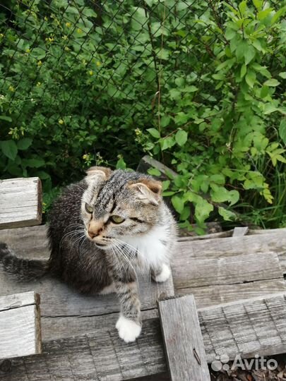 Кошка в добрые руки
