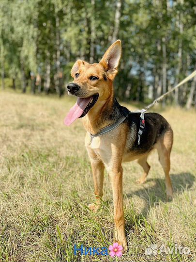 Собака в добрые руки отдам бесплатно