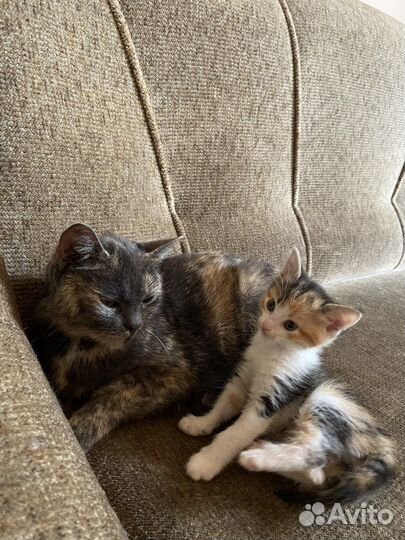 Отдам котенка в самые добрые руки:)