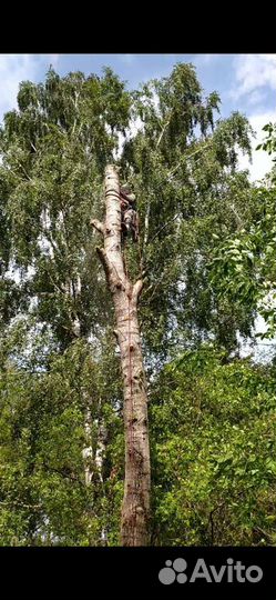 Спил деревьев