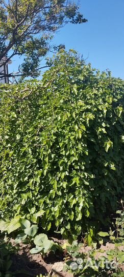 Плакучая шелковица и верба