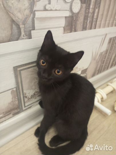 Отдам в добрые руки кошечек