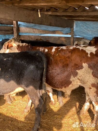 Бычки 10 голов, от 9 месяцев до 14 месяцев