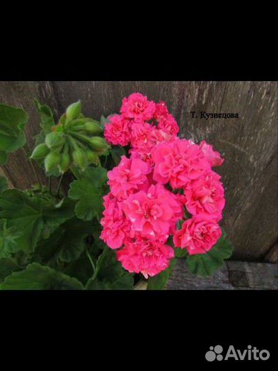 Пеларгония