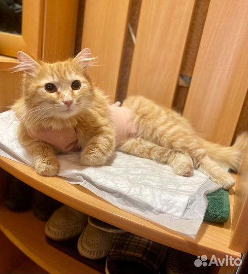 Кошка рыжая