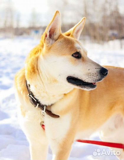 Лис ищет маму и папу