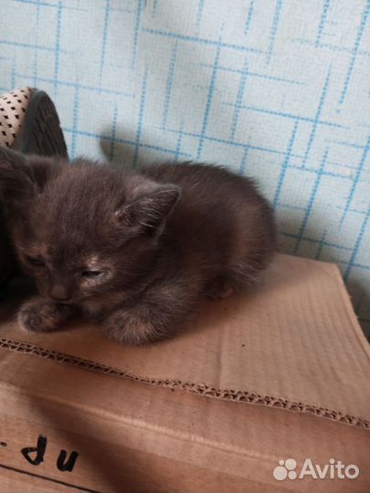 Животные-кошки