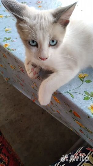 Турецкая ангора