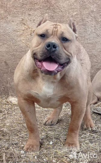 Амбулли- кобель и щенки под резерв