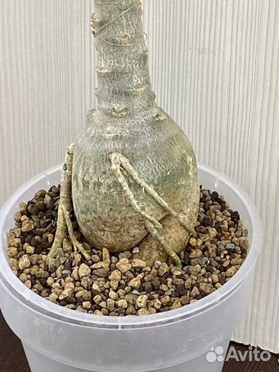 Адениум взрослый (комнатное растение)