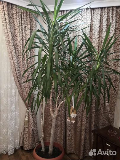 Пальма юкка 2.3 метра