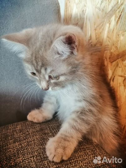 Домашние животные котята