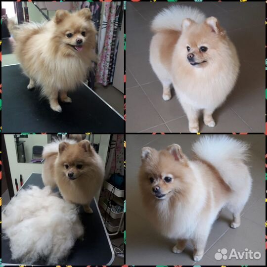 Стрижка собак и кошек салон 