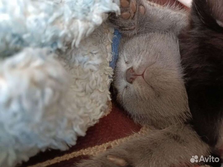 Котята в добрые руки бесплатно