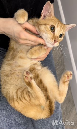 Самый ласковый кот Рыжик в добрые руки