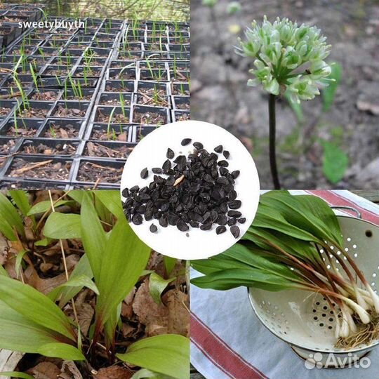 Семена черемши домашние (медвежий лук)