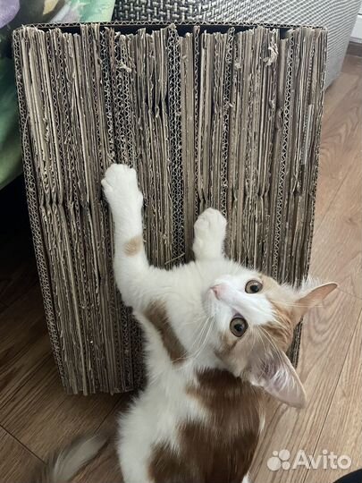 Кошка Турецкий ван