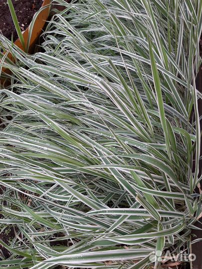 Злак канареечник