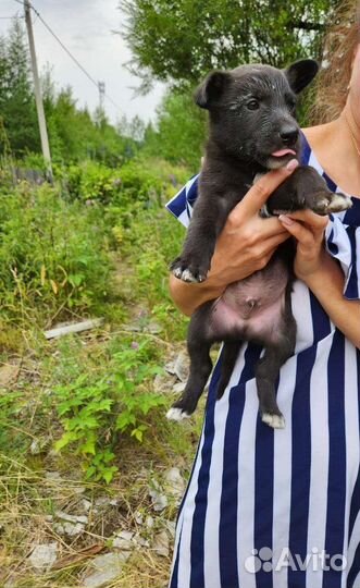 Мальчюганы