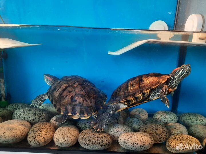Черепаха с аквариумом