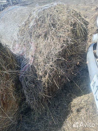 Продам сено в рулонах