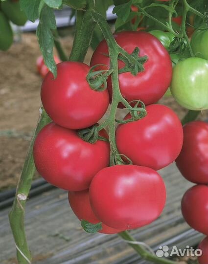 Семена Томата 