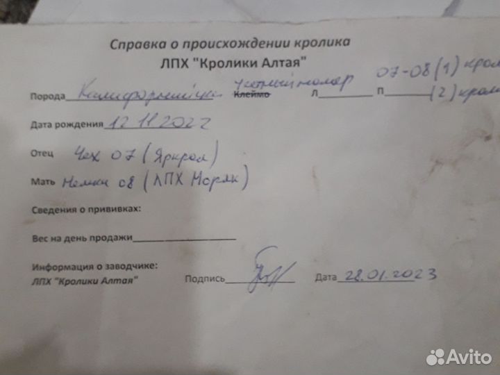 Калифорнийский крол