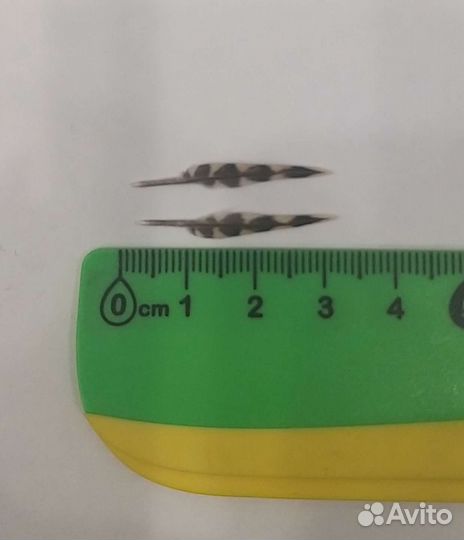 Перо вальдшнепа для живописи