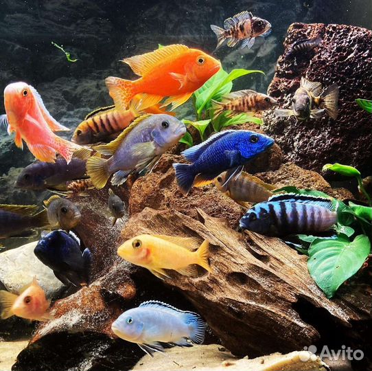 Яркие Цихлиды