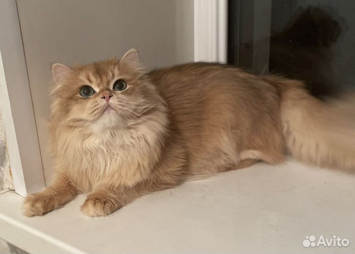 Золотая шиншиллаny12