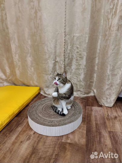 Передержка кошек