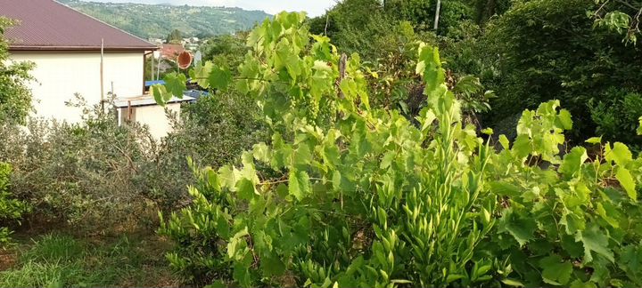 Участок 4,5 сот. (СНТ, ДНП)