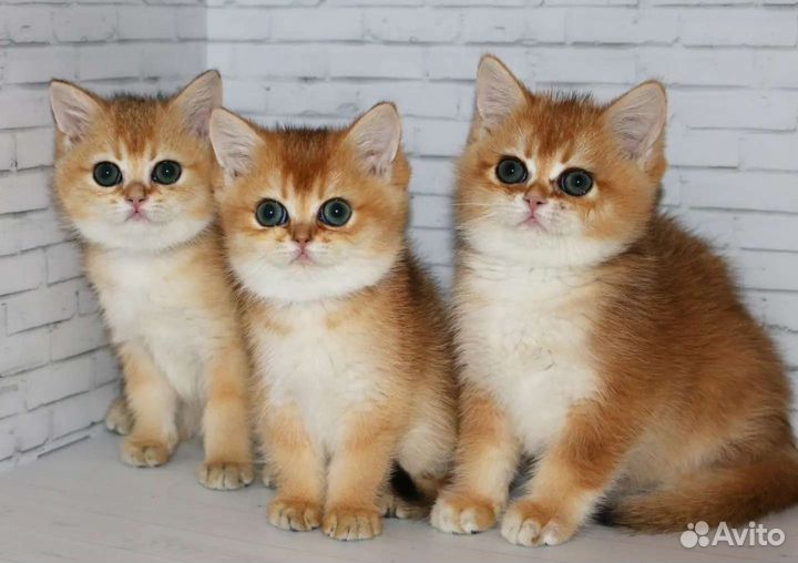 Котята золотые и серебристые шиншиллы