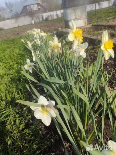 Садовые многолетники