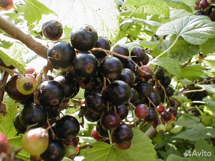 Смородина черная, красная, йошта и крыжовник