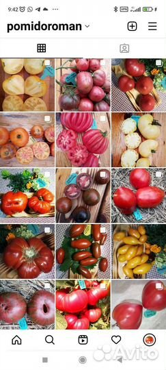 Семена коллекционных томатов