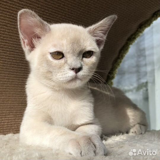 Европейская Бурма