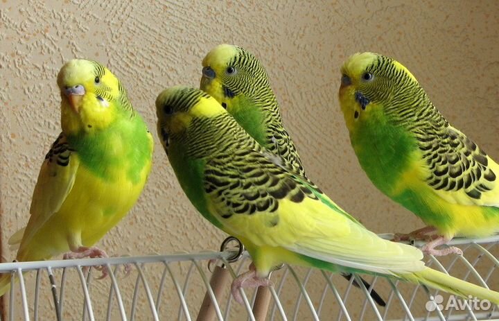 Молоденькие волнистые попугаи