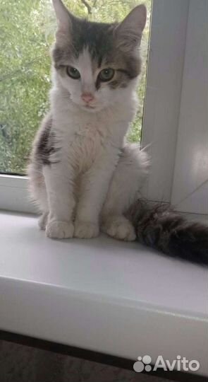 Отдам бесплатно котенка 4 месяца