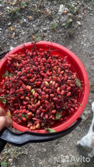 Мед барбарис горный