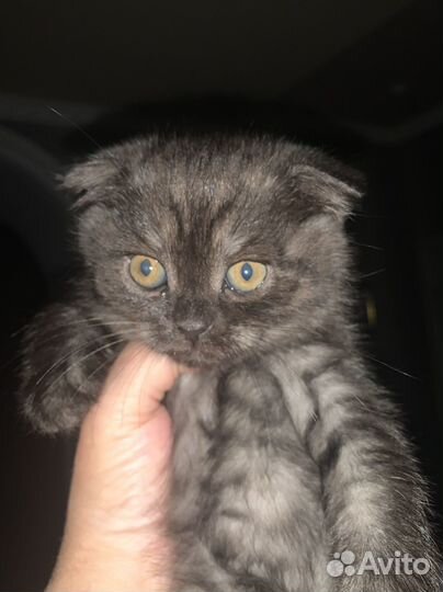Шотландские котята