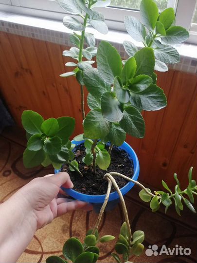 Цветы домашние в горшках