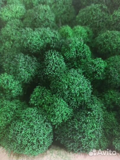 Мох стабилизированный оптом и в розницу