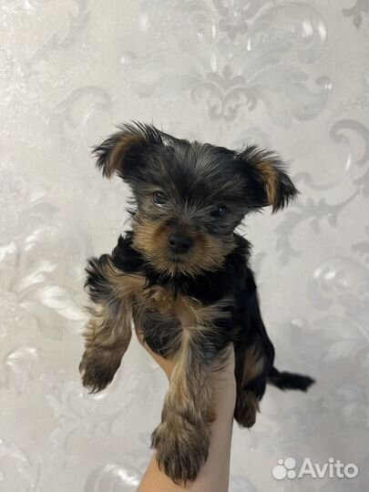 Йоркширский терьер мини щенки бейби фейс