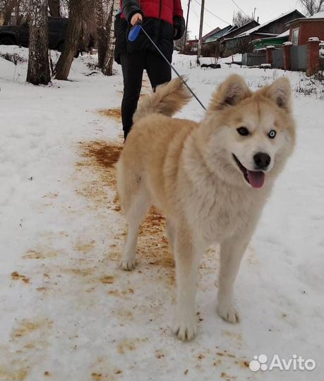 Собака в добрые руки