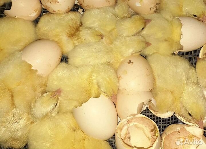 Цыплята бройлера суточные и подрощенные
