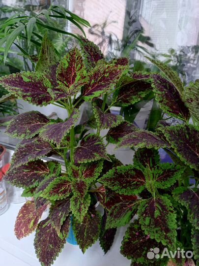 Комнатные цветы