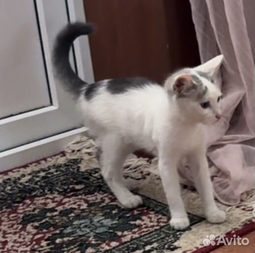 Котята в добрые руки бесплатно девочка