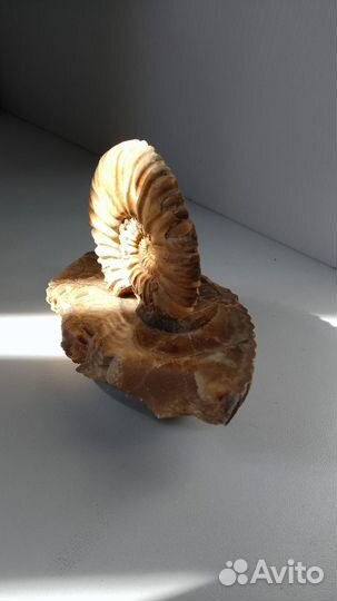 Окаменелости аммониты